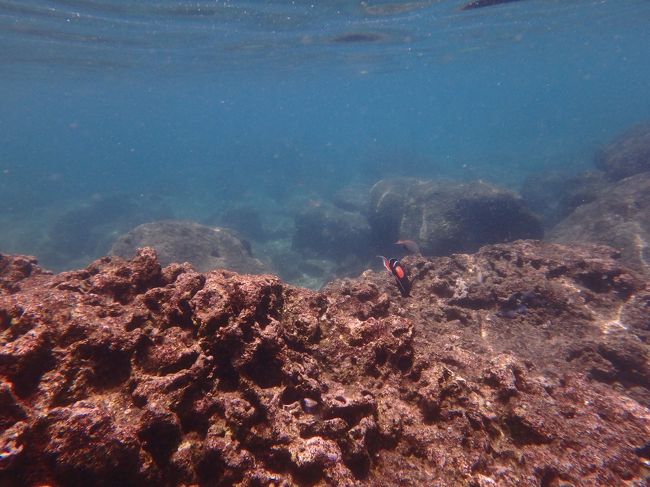 てゆうかよくよく見たらタイドプールの方はちっちゃい子ども連れのファミリーとお年寄りしかいないよ！<br />やっぱりシャークスコーブの方に行きましょう‼︎