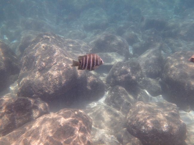 うう～ん、水深が浅いからか水が濁ってるし、あんまり魚いないなぁ～。