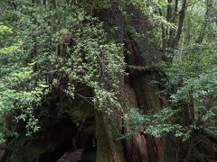 １５００年前に倒れた屋久杉に幹に発芽した二代目と伐採した切り株の上に育った三代目が一緒に見られる三代杉