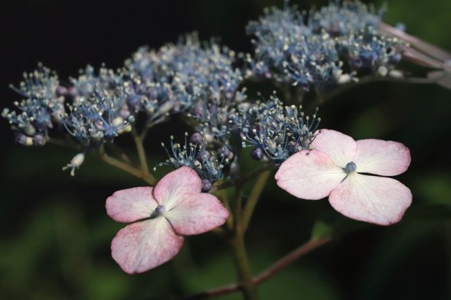 開花の早い山あじさい求めてとしまえん 前編 フリマ開催日で入園料格安 あじさいトンネルから開始したやまあじさい詣 練馬 東京 の旅行記 ブログ By まみさん フォートラベル 開花の早い山あじさい求めてとしまえん 前編 フリマ開催日で入園料格安 あじさいトンネルから開始したやまあじさい詣 練馬 東京 の旅行記 ブログ By まみさん フォートラベル