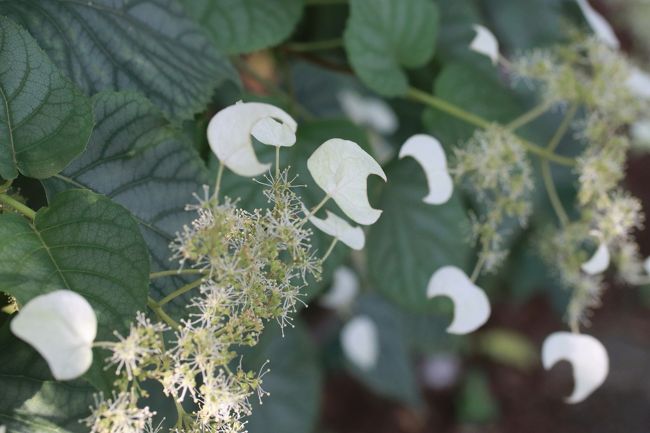 開花の早い山あじさい求めてとしまえん 前編 フリマ開催日で入園料格安 あじさいトンネルから開始したやまあじさい詣 練馬 東京 の旅行記 ブログ By まみさん フォートラベル 開花の早い山あじさい求めてとしまえん 前編 フリマ開催日で入園料格安 あじさいトンネルから開始したやまあじさい詣 練馬 東京 の旅行記 ブログ By まみさん フォートラベル