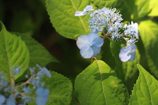 開花の早い山あじさい求めてとしまえん 前編 フリマ開催日で入園料格安 あじさいトンネルから開始したやまあじさい詣 練馬 東京 の旅行記 ブログ By まみさん フォートラベル 開花の早い山あじさい求めてとしまえん 前編 フリマ開催日で入園料格安 あじさいトンネルから開始したやまあじさい詣 練馬 東京 の旅行記 ブログ By まみさん フォートラベル