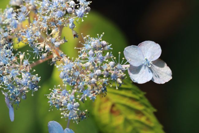 開花の早い山あじさい求めてとしまえん 前編 フリマ開催日で入園料格安 あじさいトンネルから開始したやまあじさい詣 練馬 東京 の旅行記 ブログ By まみさん フォートラベル 開花の早い山あじさい求めてとしまえん 前編 フリマ開催日で入園料格安 あじさいトンネルから開始したやまあじさい詣 練馬 東京 の旅行記 ブログ By まみさん フォートラベル