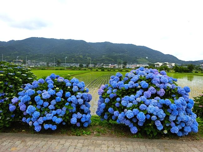 開成あじさいの里 圧巻の5000株 小田原 神奈川県 の旅行記 ブログ By まみこ さん フォートラベル