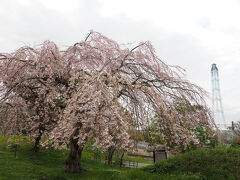 さらに南下して南部陣屋跡の桜
すぐそばにJXの工場があるので
工場と桜道内ではあまり見かけない光景が楽しめます