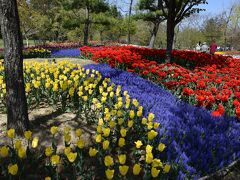 その後は、子供たちが思いっきり遊べると思ったので、
国営アルプスあづみの公園へ行きました。

チューリップが見頃でした。
本当ならまだ桜も咲いてる時期らしいのだけど、暑くて全部散ってました。