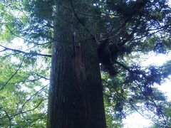 立派なこの杉は天狗の腰掛杉だったかな？
（もしかしたら蛸杉の方かもしれません。。）
樹齢数百年にも及ぶ立派な杉です。