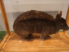 奄美大島と徳之島だけに生息するアマミノクロウサギ、奄美市歴史民俗資料館に展示