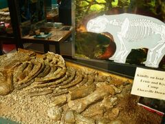 リバースレー化石センター Riversleigh Fossil Centreでは、マウントアイサの北西にある世界遺産ローンヒル Lawn Hill国立公園で見つかった化石が展示しています。ここは数千万年前のゴンダワナ大陸時には緑が溢れ多くの生物が生活していることが化石から判っています。これらは恐竜時代よりは新しいのでDinosaurではなくFossilと呼んでいます。