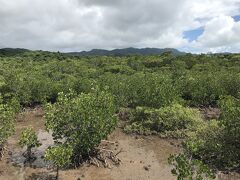 そして遊歩道を歩いてマングローブの森へ。マングローブというには河口沿いの湿地に生息する植物の総称。なのでマングローブという木はないんだとか。ここはサキシマスオウノキの群落となっているけれど、数種類のマングローブが群生している。遊歩道に入ってすぐ右側に見えるのはヤエヤマヒルギの群落