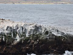 小島が見えてきました。

ペンギンによく似ているけれど、海鳥のようです。