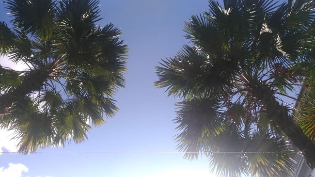 南国感たっぷり