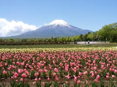 次に向かったのが、花の都公園。
遅咲きのチューリップが、見ごろでした。