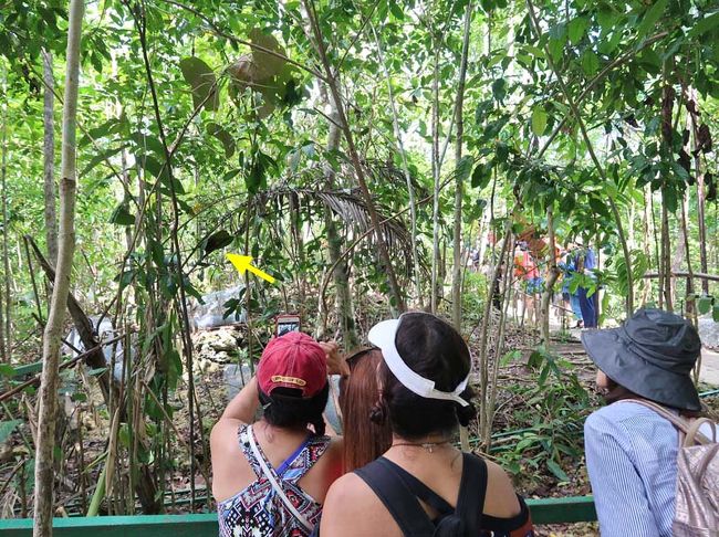 ターシャは昼は寝てます。<br /><br />世界で一番小さい２０cmほどの猿の仲間です。<br /><br />木の葉の下で寝ています。<br /><br />スタッフがターシャの居るところへ立っていて居場所を教えてくれますが、自分たちだけで探しながら歩いてるとほとんど見つからないでしょうね。