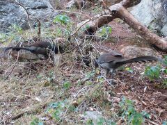 スリーシスターズのお父さんがこの鳥の姿になってしまったようです。