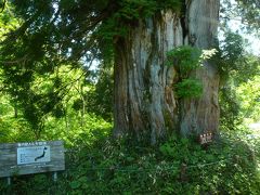 美女平から室堂までハイブリッドの高原バスで１時間・・
樹齢３００年・・発見されている中で(・・?一番大きな巨木、立山杉