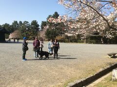 京都には夜8時到着。ここでもホテル代を浮かせるためにAIR BNB要するに民泊で一軒家貸切にしました。
と言うか去年12月初旬の段階で3月31日と4月1日の京都のホテルは高級ホテル以外空室なしだったため。
一夜明けて御所の北側のエリアにある垂れ桜を見に行きます。
さすが都会の京都です。犬の散歩中のおじさんがタイに行ったことがあると
タイ語で声をかけてきます。