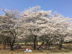 小田原城近くで花見もしていたらしく、ラインに大量の桜写メも送ってくれる。
うーむ、こちらも伊賀城と桜、御所と桜、大阪城と桜、でコースは用意してたんだが。。。