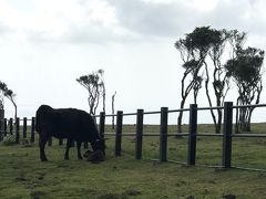 満足の体験を終え、ダメ元で八丈富士方面へ。

写真では伝わりませんが、八丈富士の中腹にある、ふれあい牧場まで車で登りましたが、ものすごい風でふきとばされそう。残念ながら登山は断念しました。


降りてきて、お昼ご飯は「明日葉うどん」をコチラで。明日葉は、八丈島の名物です。小鉢でついてきた明日葉のおひたしも、最高でした。子ども達が食べないから、全部私がいただきました。
名代一休庵 　https://tabelog.com/tokyo/A1331/A133101/13137747/



