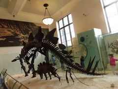 　４階に来ると、発掘された恐竜の骨が沢山展示してありました。