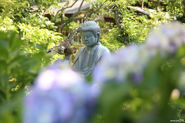 花ざんまい 鎌倉 東慶寺の花 梅雨入り前に北鎌倉の花の寺・東慶寺へ』鎌倉(神奈川県)の旅行記
