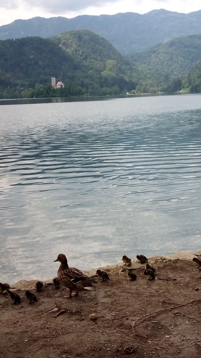 バスターミナルまでの帰りに出会った鴨の親子。<br />予定より早い13時過ぎのバスでリュブリャナに戻ります。