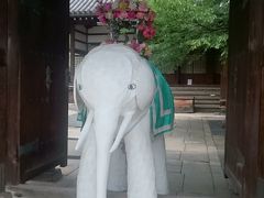 坂の途中明圓寺というお寺に立ち寄り&#128024;
(ただこの象が気になっただけ)
先ほどのおじいさんがここに鞆ノ平という外国のボクサーと異種格闘技戦をした力士の墓があると聞いたな(笑)