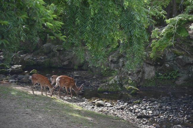 脇に流れる小川。若草山から流れてきている。