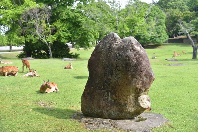 東大寺大仏殿の北側にある講堂跡。ここに勉強するための建物があった。かなり巨大だったらしく、基礎石がズラッと並んでいる。観光シーズンはここでお弁当を食べている人が多いが、鹿に注意だ。