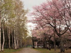 5月8日　千歳市　王子製紙千歳川第一発電所
ちょうど桜が見頃なので寄ってみました。
誰でも敷地内を自由に見学することが出来ます。
白樺の若葉と満開の桜が見事です。
