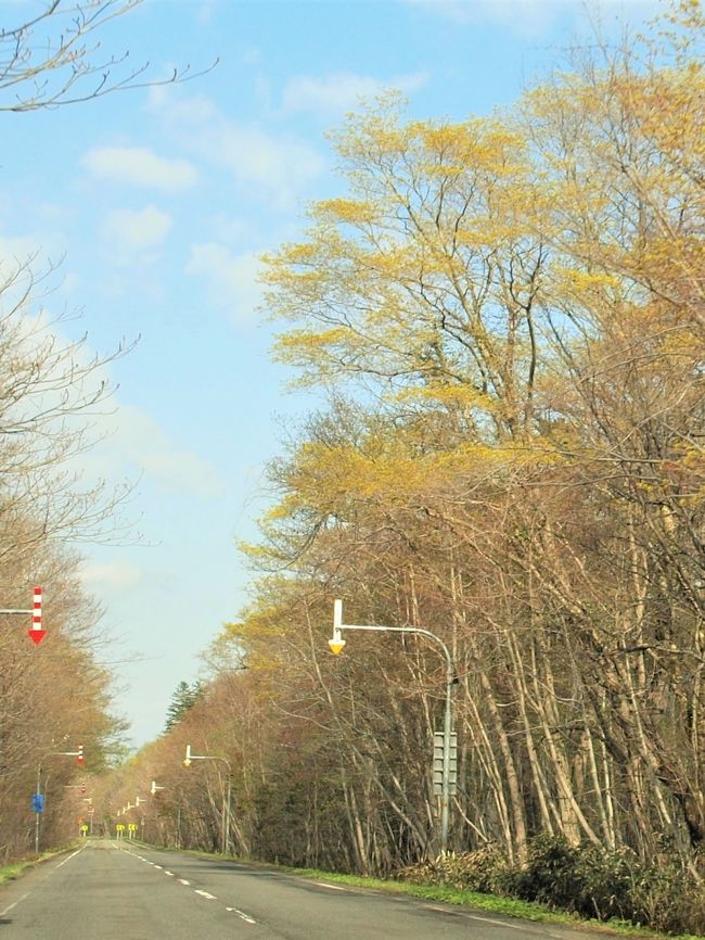 18 木々の目覚めとともに動き出す北の大地 北海道の旅行記 ブログ By 紅映さん フォートラベル 18 木々の目覚めとともに動き出す北の大地 北海道の旅行記 ブログ By 紅映さん フォートラベル