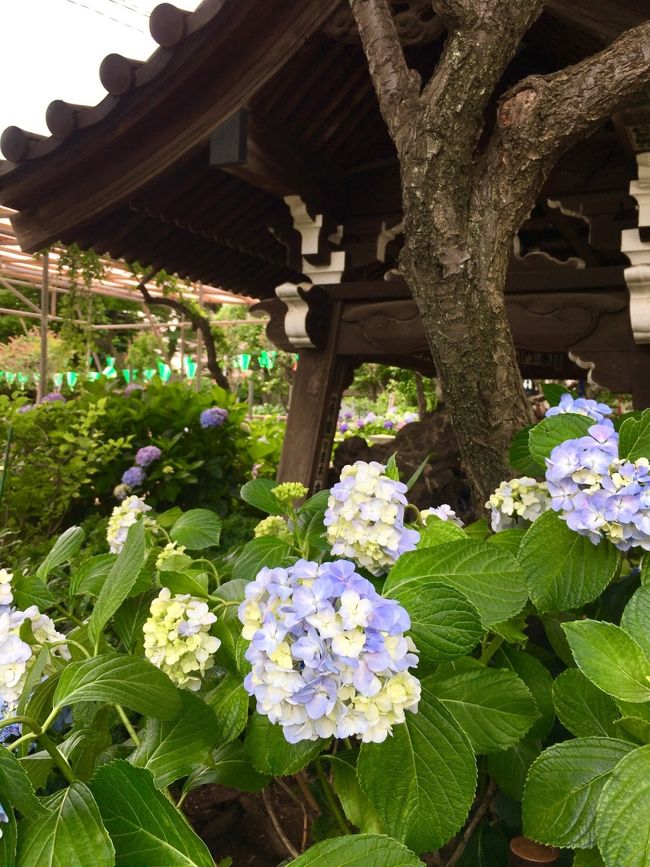 6月 花散歩 白山神社から小石川後楽園 東京の旅行記 ブログ By モカさん フォートラベル