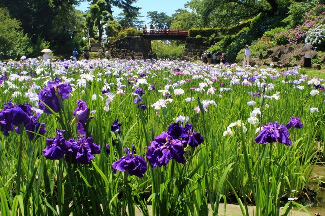 小田原城あじさい花菖蒲まつり18年 小田原 神奈川県 の旅行記 ブログ By 温泉大好きさん フォートラベル