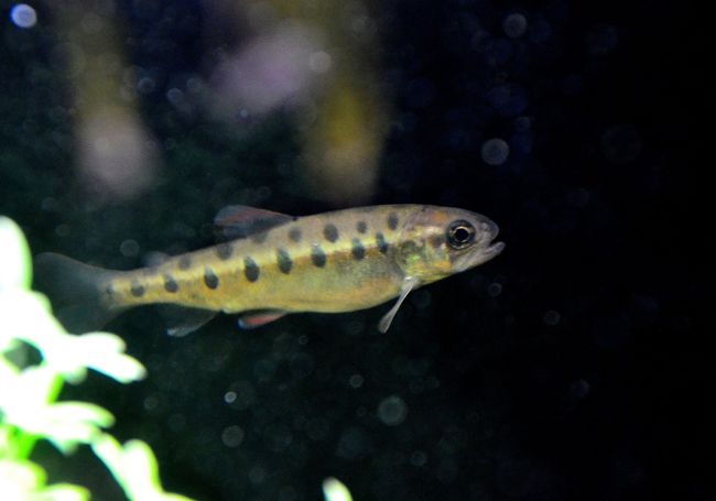 さめ ヒレ 鮫のヒレ 標本 オブジェ 飾り 燃やし 20年前に購入