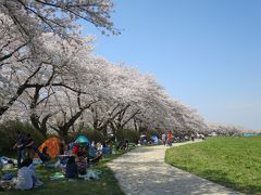 満開の北上展勝地で観桜！