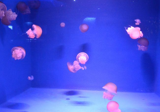 問柳尋花 鎌倉紀行 新江ノ島水族館 エピローグ 藤沢 江ノ島 神奈川県 の旅行記 ブログ By Montsaintmichelさん フォートラベル