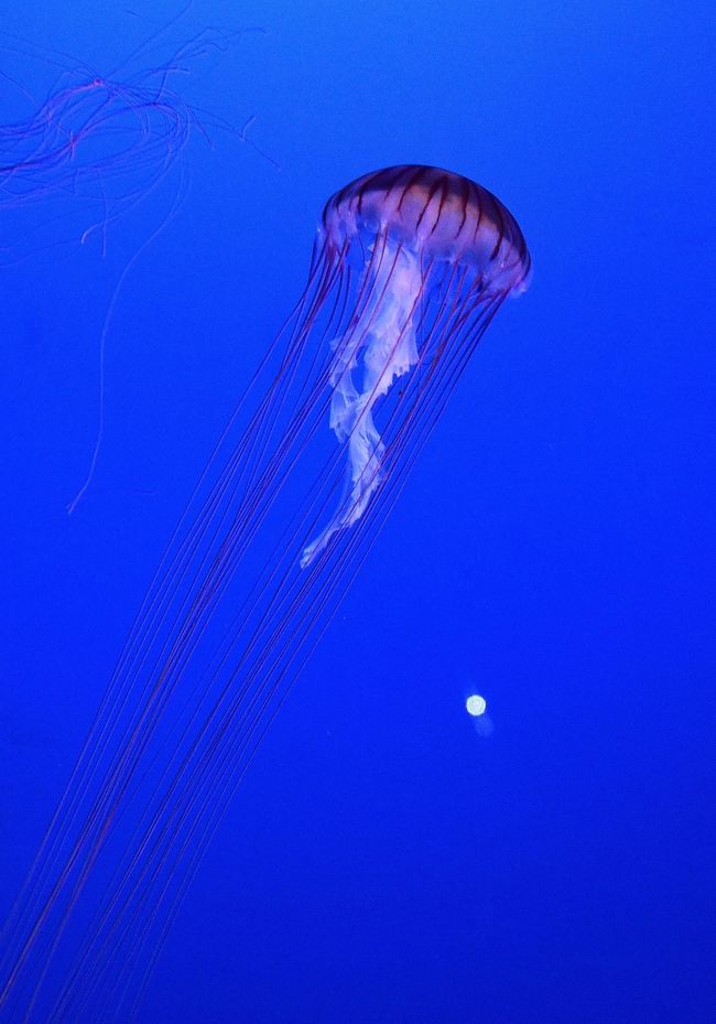 問柳尋花 鎌倉紀行 新江ノ島水族館 エピローグ 藤沢 江ノ島 神奈川県 の旅行記 ブログ By Montsaintmichelさん フォートラベル 問柳尋花 鎌倉紀行 新江ノ島水族館 エピローグ 藤沢 江ノ島 神奈川県 の旅行記 ブログ By Montsaintmichelさん フォートラベル