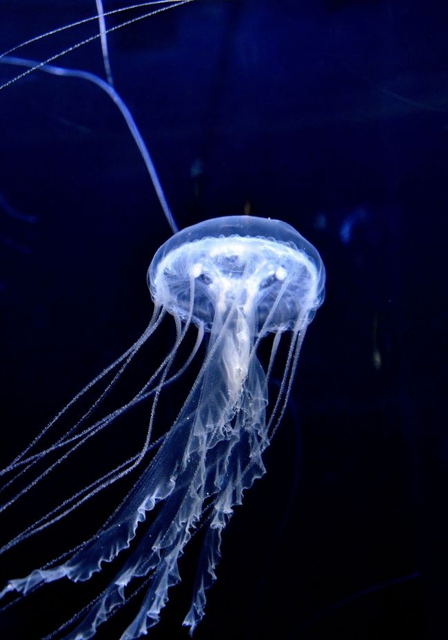 問柳尋花 鎌倉紀行 新江ノ島水族館 エピローグ 藤沢 江ノ島 神奈川県 の旅行記 ブログ By Montsaintmichelさん フォートラベル 問柳尋花 鎌倉紀行 新江ノ島水族館 エピローグ 藤沢 江ノ島 神奈川県 の旅行記 ブログ By Montsaintmichelさん フォートラベル