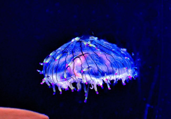 問柳尋花 鎌倉紀行 新江ノ島水族館 エピローグ 藤沢 江ノ島 神奈川県 の旅行記 ブログ By Montsaintmichelさん フォートラベル 問柳尋花 鎌倉紀行 新江ノ島水族館 エピローグ 藤沢 江ノ島 神奈川県 の旅行記 ブログ By Montsaintmichelさん フォートラベル