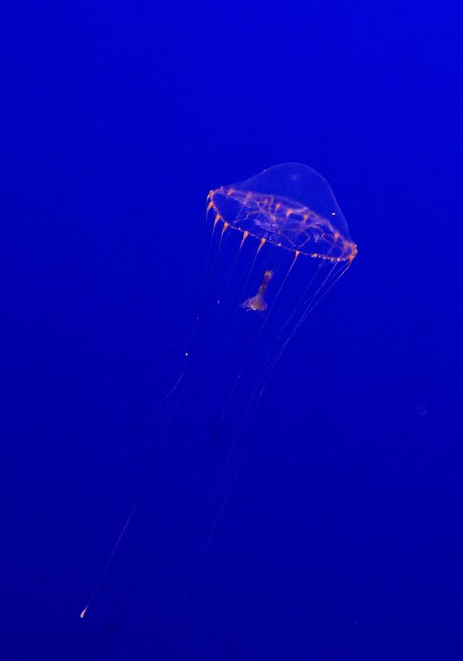 問柳尋花 鎌倉紀行 新江ノ島水族館 エピローグ 藤沢 江ノ島 神奈川県 の旅行記 ブログ By Montsaintmichelさん フォートラベル 問柳尋花 鎌倉紀行 新江ノ島水族館 エピローグ 藤沢 江ノ島 神奈川県 の旅行記 ブログ By Montsaintmichelさん フォートラベル