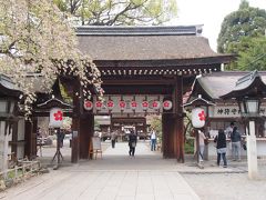 【神門】前の枝垂れ桜はピーク過ぎてます