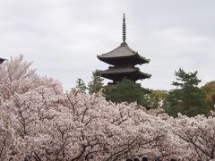 桜の時期の仁和寺でよく見る五重塔と御室桜の画
