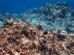 お昼を食べて、新城島にシュノーケルしにきました。
通称？パナリ？と呼ばれている島のあたりです。
めちゃくちゃ透明度がありました。