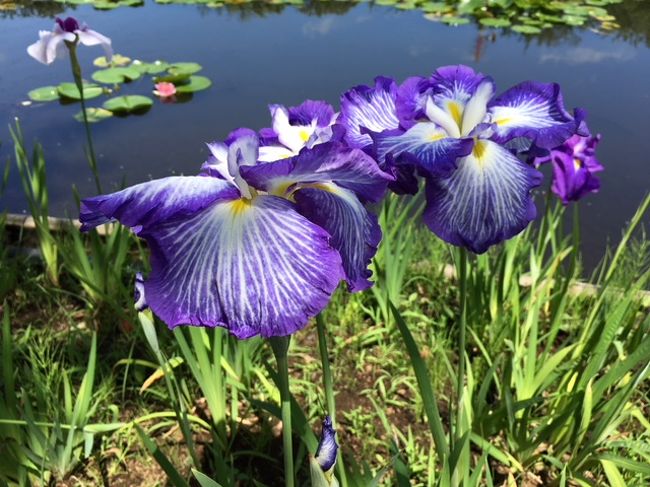 日帰りバスツアーで行く 3つの花名所とアサヒビール工場見学 小田原フラワーガーデンのハナショウブ スイレンと熱海のジャカランダ 小田原 神奈川県 の旅行記 ブログ By Entetsuさん フォートラベル 日帰りバスツアーで行く 3つの花名所とアサヒビール工場見学 小田原フラワーガーデンのハナショウブ スイレンと熱海のジャカランダ 小田原 神奈川県 の旅行記 ブログ By Entetsuさん フォートラベル