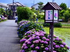 ま、当日はまだ「開成町あじさいまつり」開催前でしたしね
まだ６月になったばかりだというのに、お祭り開催前にこんなにも綺麗に色付いた紫陽花を目にすることが出来たのには、ちょっとしたプチラッキー感があったかもｗ