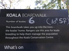 2018.06.01　Koala Conservation Centreに立ち寄る。本日のコアラ６匹。

