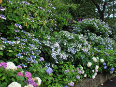 バス停のある場所から、すぐ下田公園となる。
入口から、すでに紫陽花がたくさん。