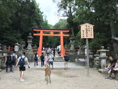 し、鹿！！
カメラ目線。笑