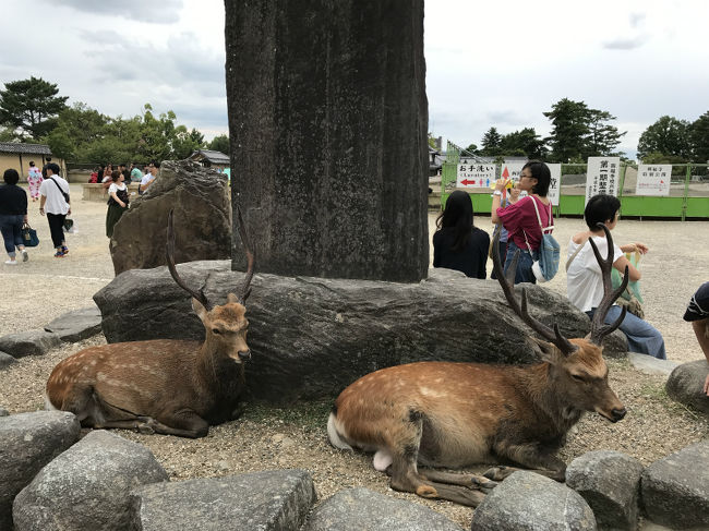 鹿！<br />しかだ・・・<br /><br />お、お、おおきい。