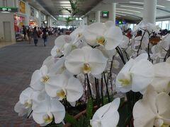 若干遅れて那覇空港に到着。空港内の花々を見るとさらに南国ムードup。